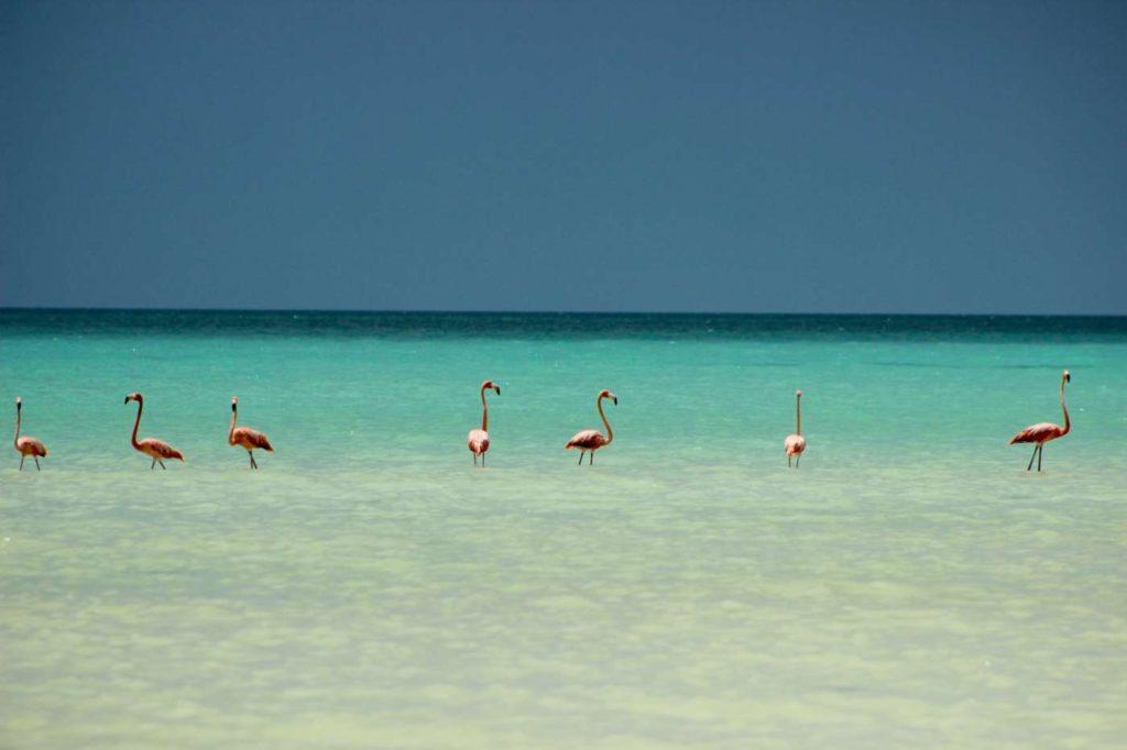 Holbox-island-mexico-flamingos